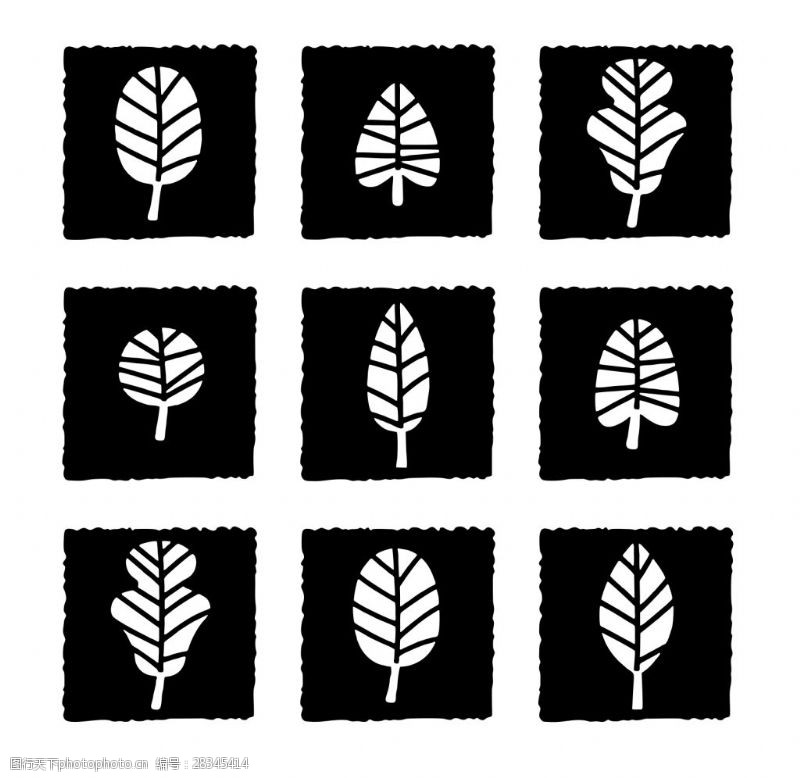 铁线莲扦插 多久生根?掌握技巧,轻松繁殖